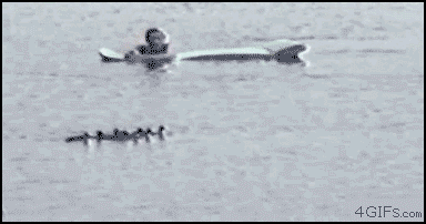 duck.gif