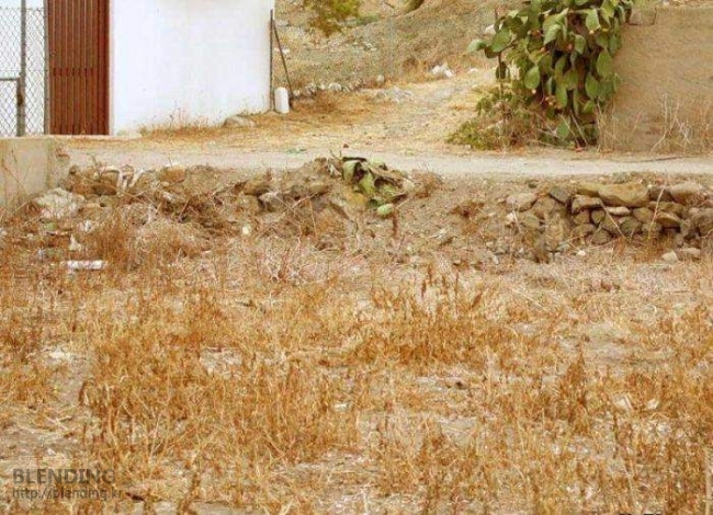 숨은고양이찾기.jpg